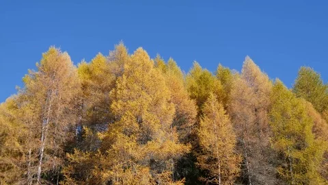 Larches of a forest Stock Footage 70547991
