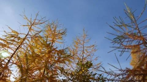 Larches of a forest Video stock 70548203