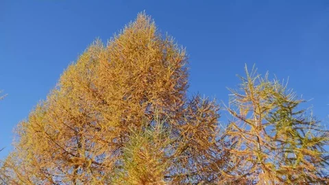 Larches of a forest Stock Footage 70548347