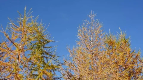 Larches of a forest Video stock 70548591
