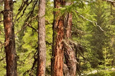 Larches in forest Stock Photos