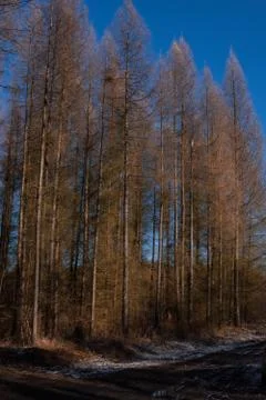 Larches in a forest Stock-Fotos