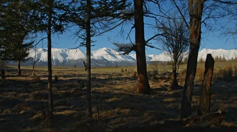 Larches in the mountains landscape in spring Stock Footage 67287990