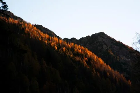 Larches at sunset Stock Photos