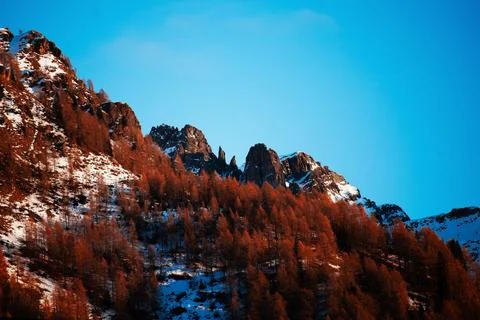 Larches at sunset Stock Photos