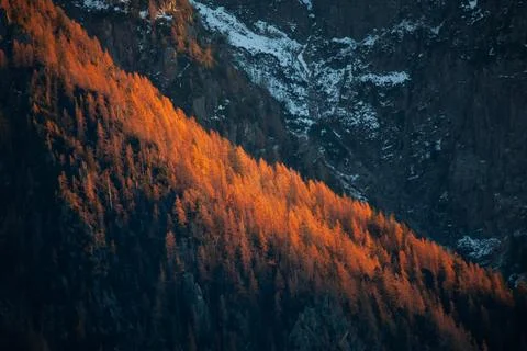 Larches at sunset Stock Photos