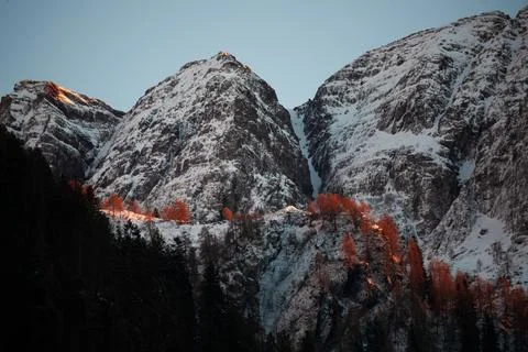 Larches at sunset Stock Photos