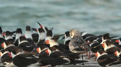 Largartos birds01 Video stock 11125836