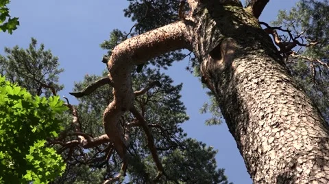 Large 200 year old pine, Latvia, Riga, Mezaparks Vídeo Stock 64716943