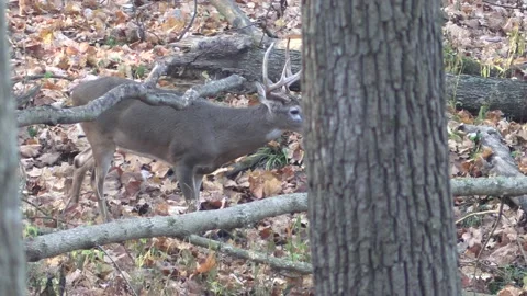 Large 8 point deer whitetail buck in forest Stock Footage 149081765