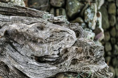 A large abstract tree stump sits in front of a stone wall An ancient stone .. Stock Photos