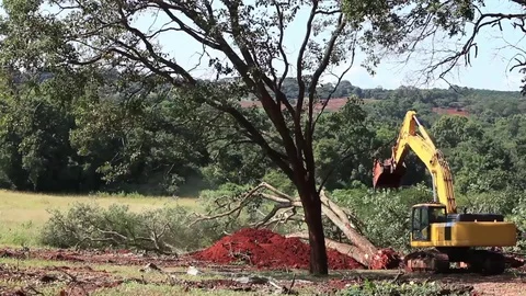 Large Acacia Tree Pushed over by Industrial Excavator Stock Footage 128233632