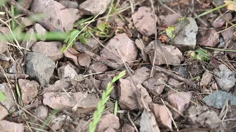 Large accumulation and movement of ants on an anthill Video stock 76854655