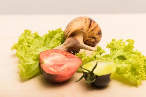 Large achatina snail eats lettuce leaf. Vegetarianism, animal welfare Stock Photos