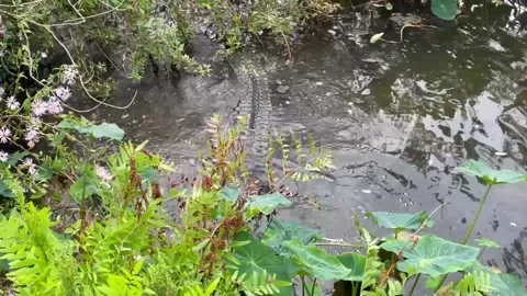 Large Adult Alligator Thrashes in Shallow Water Stock Footage 166301222