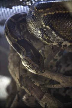 Large adult python looking down Stock Photos