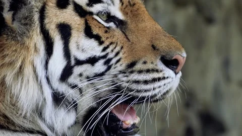 A large adult tiger Stock Footage 283072682