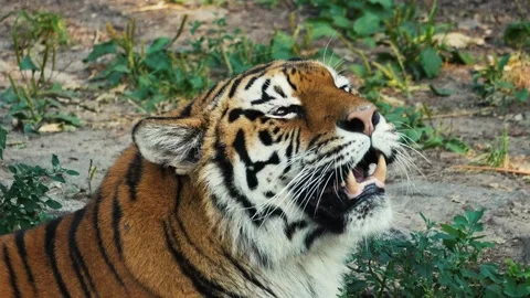 A large adult tiger Stock Footage 283072688