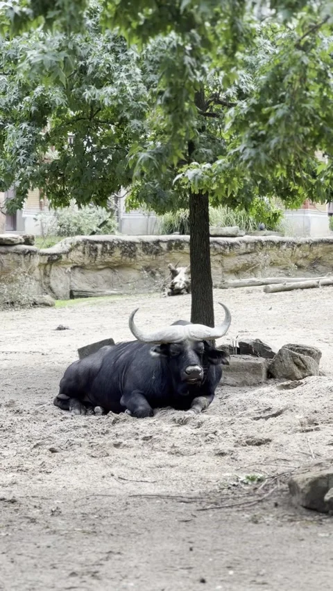 Large African buffalo with massive curved horns lying down on sandy soil. Vídeo Stock 342963594