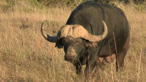 Large African buffalo walking Stock Footage 11210786