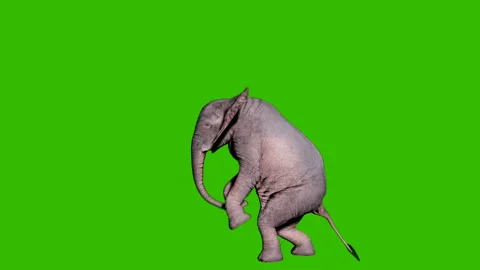 Large African elephant attacking the enemy in front of green screen. Animation Vídeo Stock 148243903