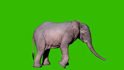 Large african elephant digs the ground with its foot in front of green screen Stock Footage 148243738