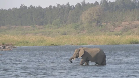 Large African elephant eating Stock Footage 103184080