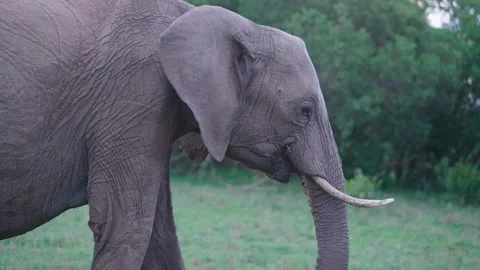 Large African Elephant Eating Stock Footage 305124535