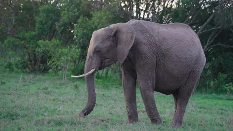 Large African Elephant Eating Stock Footage 305124541