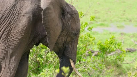 Large African Elephant Eating Stock Footage 305124624