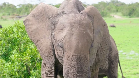 Large African Elephant Eating Stock Footage 305124629