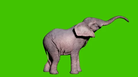 Large African elephant eats foliage from trees in front of green screen Video stock 148243473