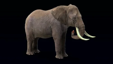 Large African elephant eats in front of black screen. Video stock 251802522