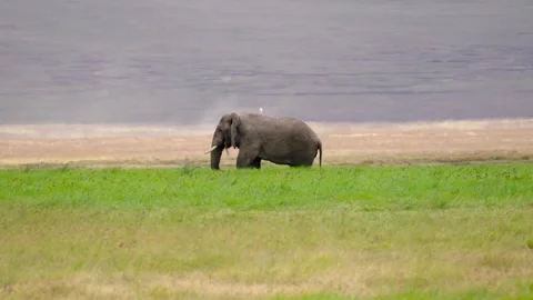 Large African Elephant Stock Footage 327038897