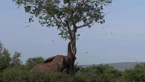 A large African elephant shakes a tree violently, the leaves flutter down. Vídeos de archivo 271616283