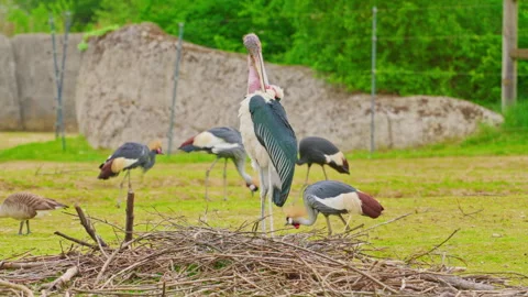 Large African marabou wading bird Stock Footage 313998149