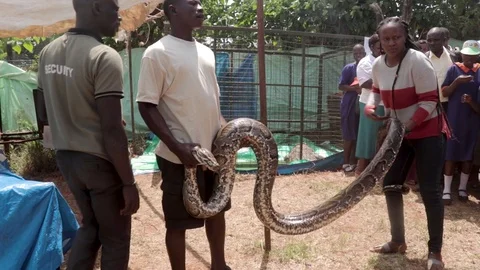 A large African rock python is held up while the tail wraps around a lady Stock Footage 92767665