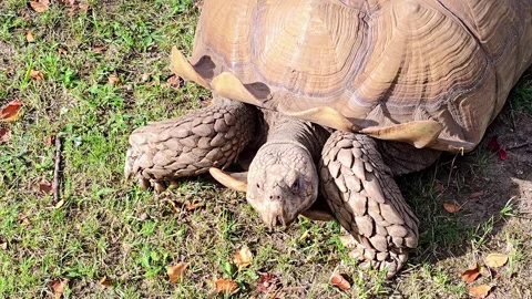 Large African spurred tortoise lying down and sunbathing on the green grass Stock Footage 348613376