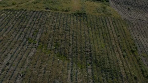 Large Agave Fields and hills in Tequila, Mexico. Fast forward aerial tilt Stock Footage 331407216