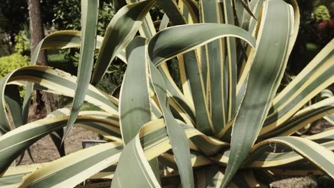 Large agave of trees 스톡 동영상 241027274