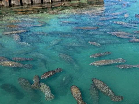 Large Aggregation of Florida Manatees in Crystal Clear Blue Water Foto stock