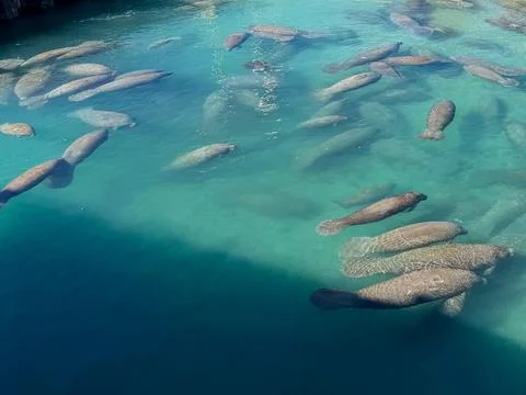 Large Aggregation of Florida Manatees in Crystal Clear Blue Water Stock Photos