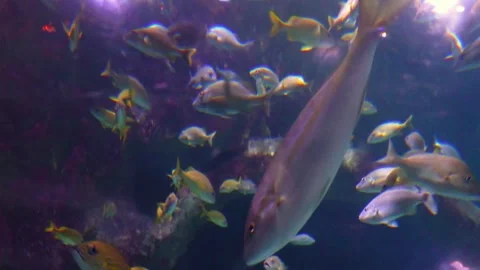 Large aggregation of marine reef fish in a large aquarium, typically found .. Stock Footage 342442456