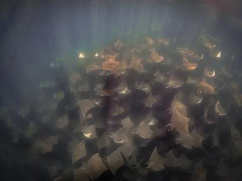 A large aggregation of Munk's Devil Rays aka Mobula Rays (Mobula munkiana) Foto stock