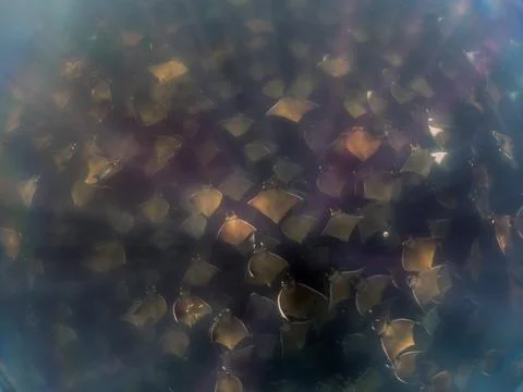 A large aggregation of Munk's Devil Rays aka Mobula Rays (Mobula munkiana) Foto stock