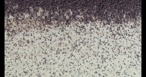 Large aggregation of snow fleas springtails, Collembola Stock Footage 328869743