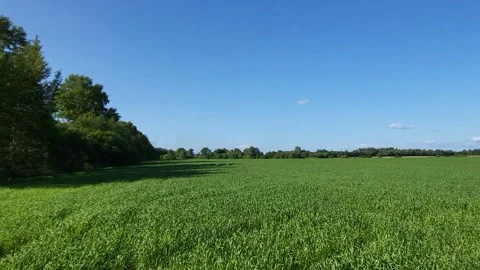 Large agricultural fields with green sprouts of spring wheat Stock Footage 313873384