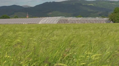 Large agricultural summer corn rye field in front of farming tunnel and mount Stock Footage 130758250