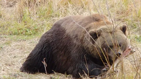 A large Alaska grizzly bear brown bear c... | Stock Video | Pond5
