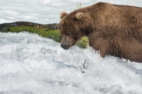 Large Alaskan brown bear Fotos de archivo